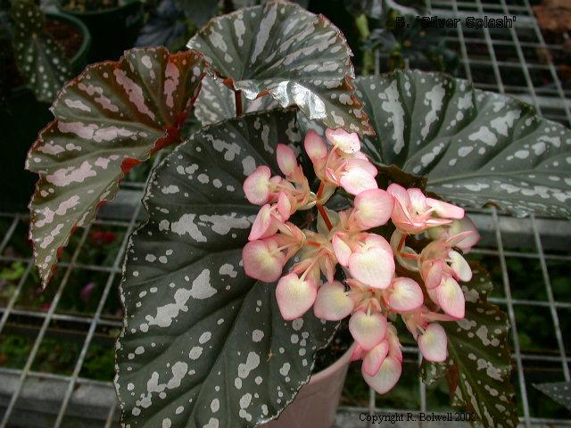 B. ‘Silver Splash’